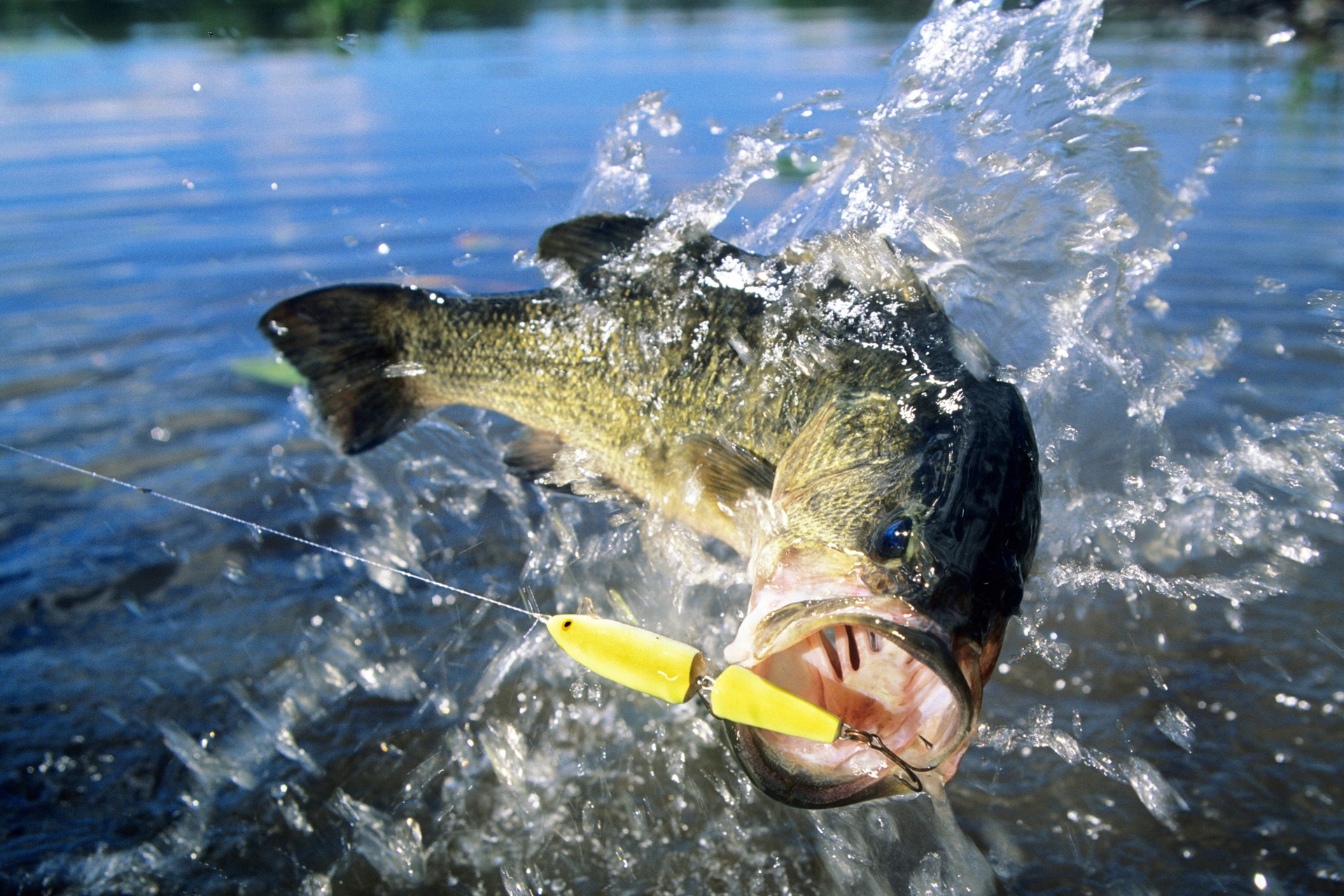 Black bass jumping out of water