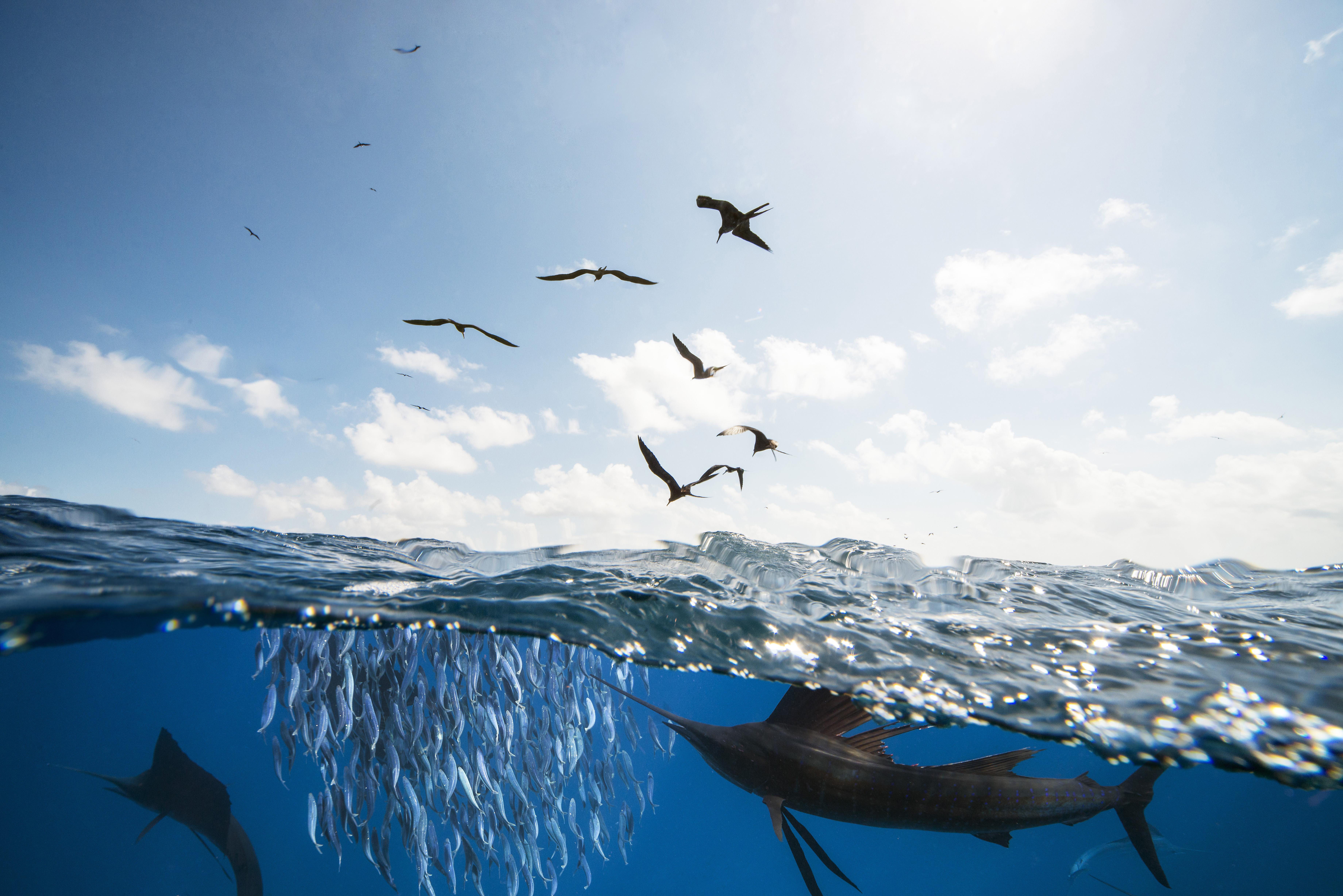 Conservation efforts in fishing